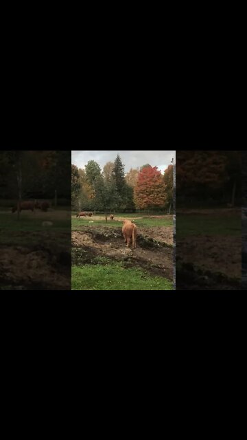 Fall colors and cows