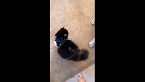 funny videos