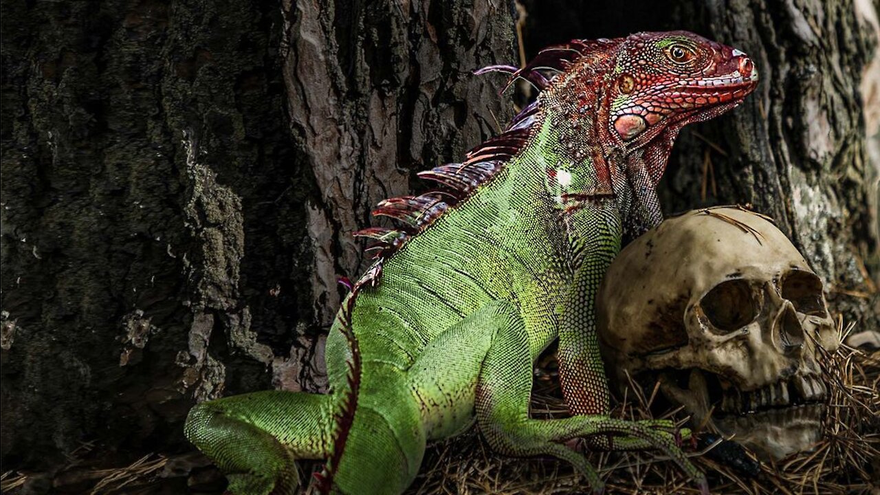 How to Survive the Deadliest Monster Lizards