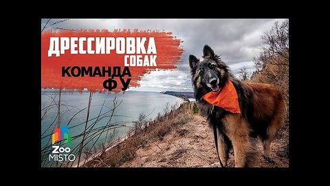 📹 Дрессировка команды "Фу"| Как правильно дрессировать собаку