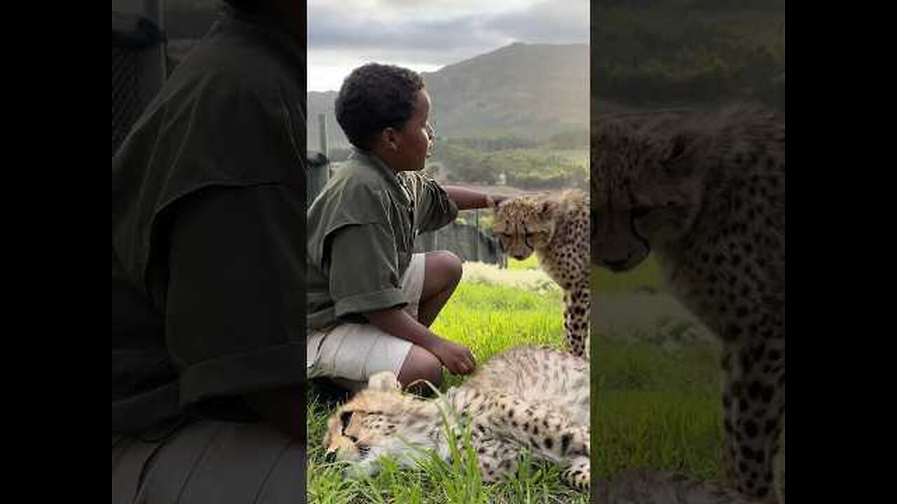 Would You Pet a Cheetah in Africa
