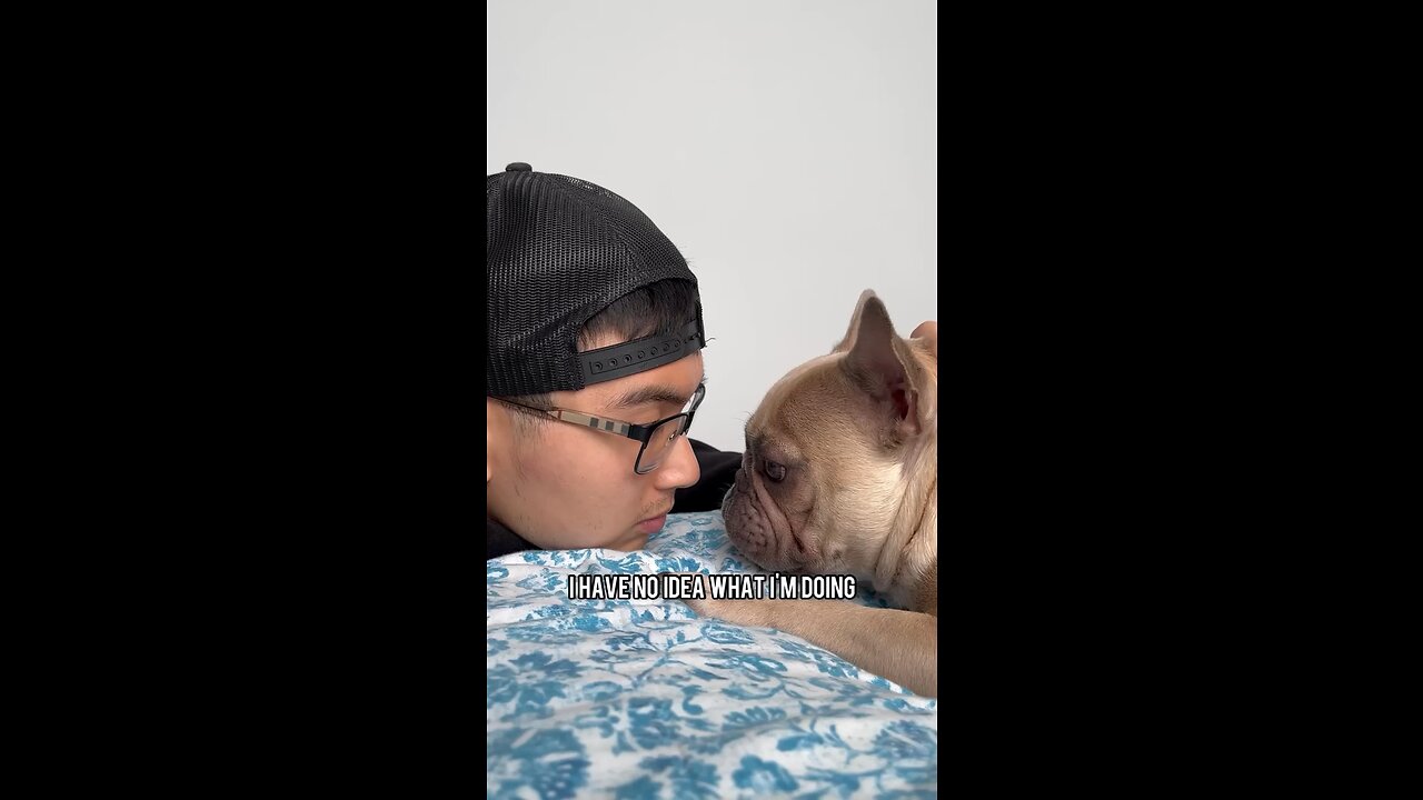 Frenchie Dog Dad Home Moments | Mochi The French Bulldog