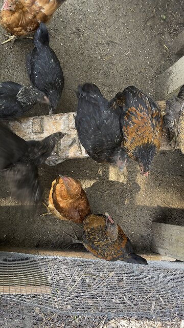 Half Grown Chicks 🐥 Chamberlin Family Farms #poultry #chickens #farming #homesteading