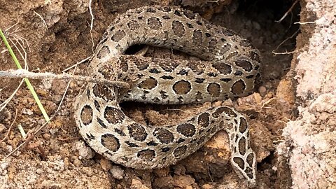 Cobra Catching TV: dig a cave to catch snake Episode 49| Rescue russell viper| catch russell viper