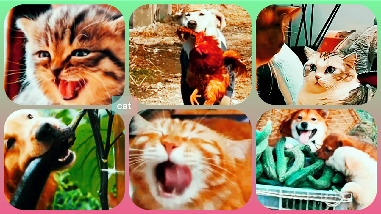 Cat plays tag with entire pack of dogs this video very interesting 🦮🦆🐓😛