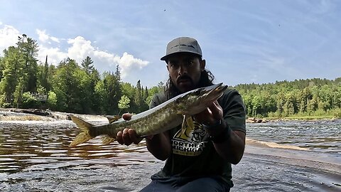 Michigan: Topwater Musky!