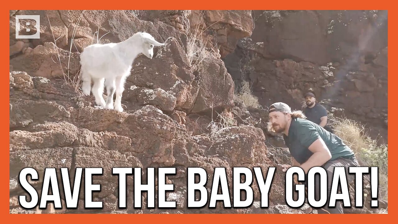 Good Samaritans Rescue Baby Goat Stranded on Cliff for Days