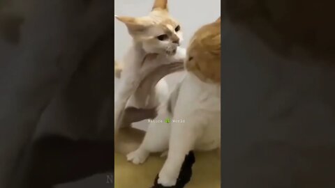 छोटी बिल्ली बड़ी बिल्ली को डरा रही है🤣Funny Cats #shorts #ytshorts