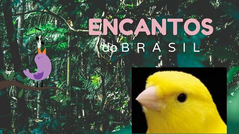 🐦🐦O CANTO DO CANÁRIO DO REINO #3🐦🐦