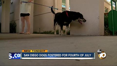 San Diego dogs fostered for Fourth of July