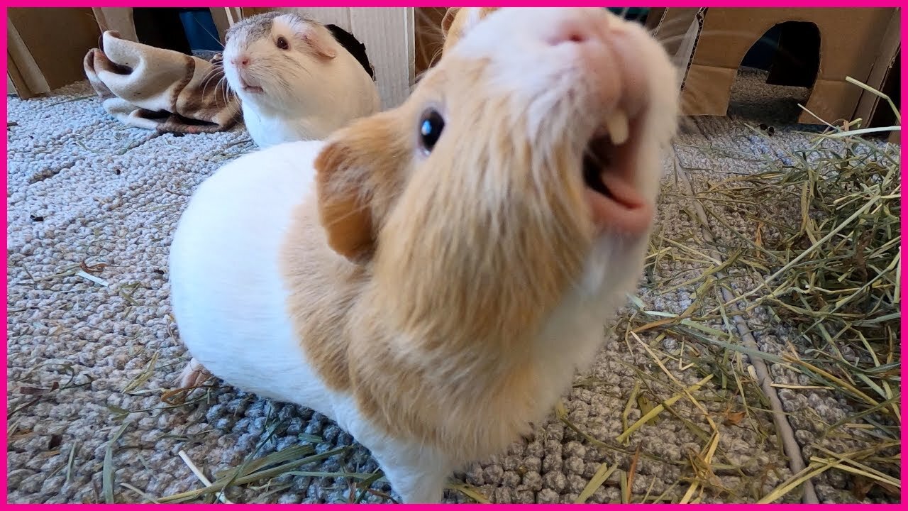 Baby Guinea Pigs Popcorning - CUTEST Compilation