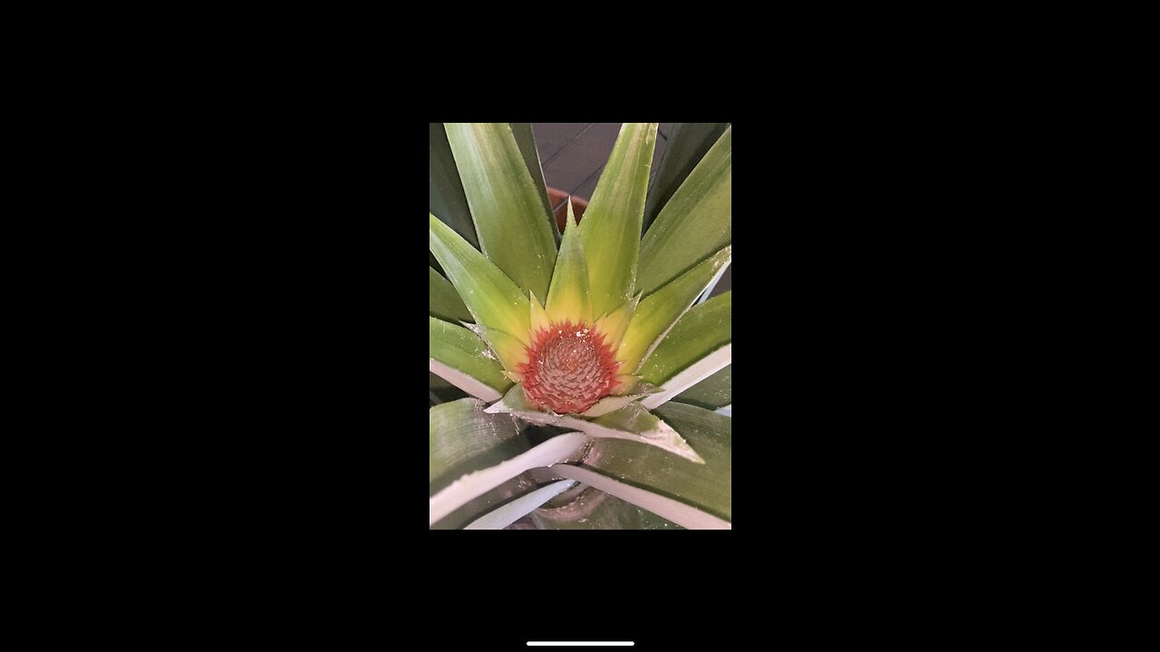 How I forced my pineapple plant to flower