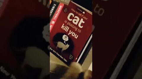 Dangerous cat! 😂😂😂🤦‍♀️😍😍