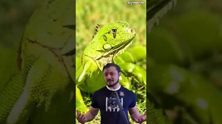 Esse homem se transformou em um lagarto e olha só como ficou 😨 😦 😱