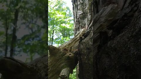 LoFi ASMR | I caught the Trees Talking!