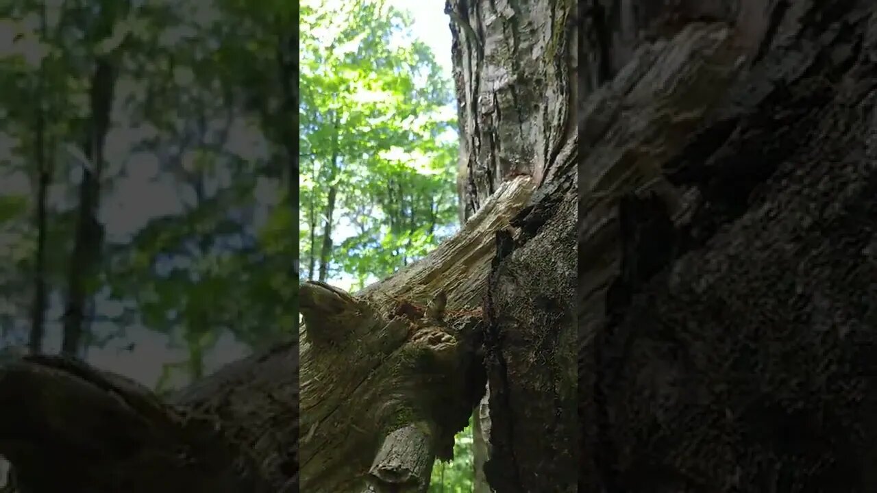 LoFi ASMR | I caught the Trees Talking!
