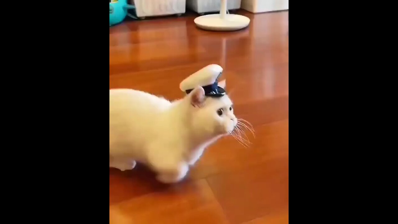 Cat Cop