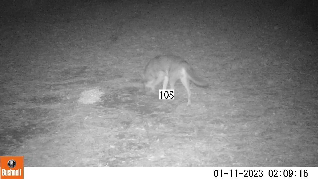 Bushnell Deer Camera Coyote