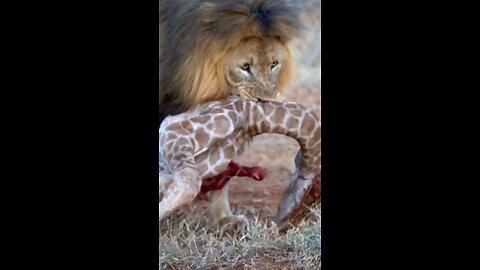 Lion Kill Jiraffe