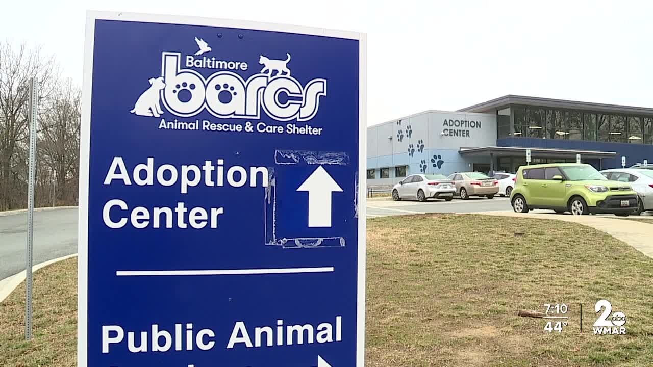 BARCS waiving fees for dog and cat adoptions this week