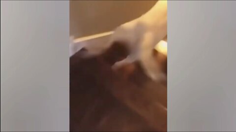While Trying To Run Down Stairs Dog Falls Down