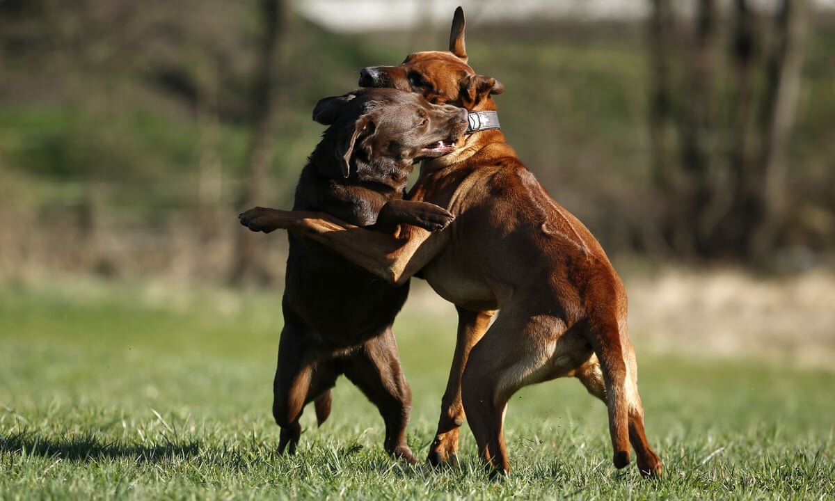 German Shepherd Attacks Pitbull