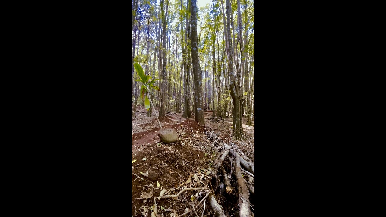 Slashing trees on my mountain bike