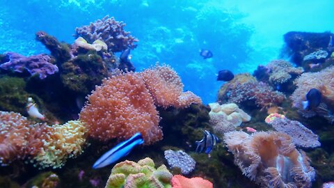 marine life of fishes and corals