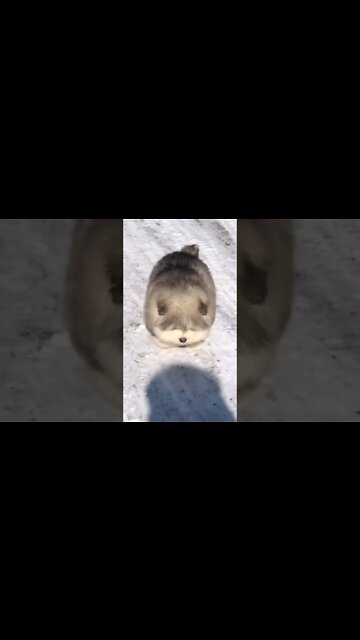 QUANDO VOCÊ SE ANIMA DE FAZER CAMINHADA🤣🤣🤣