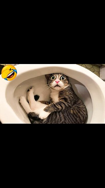 Funny Animals 😂 laugh