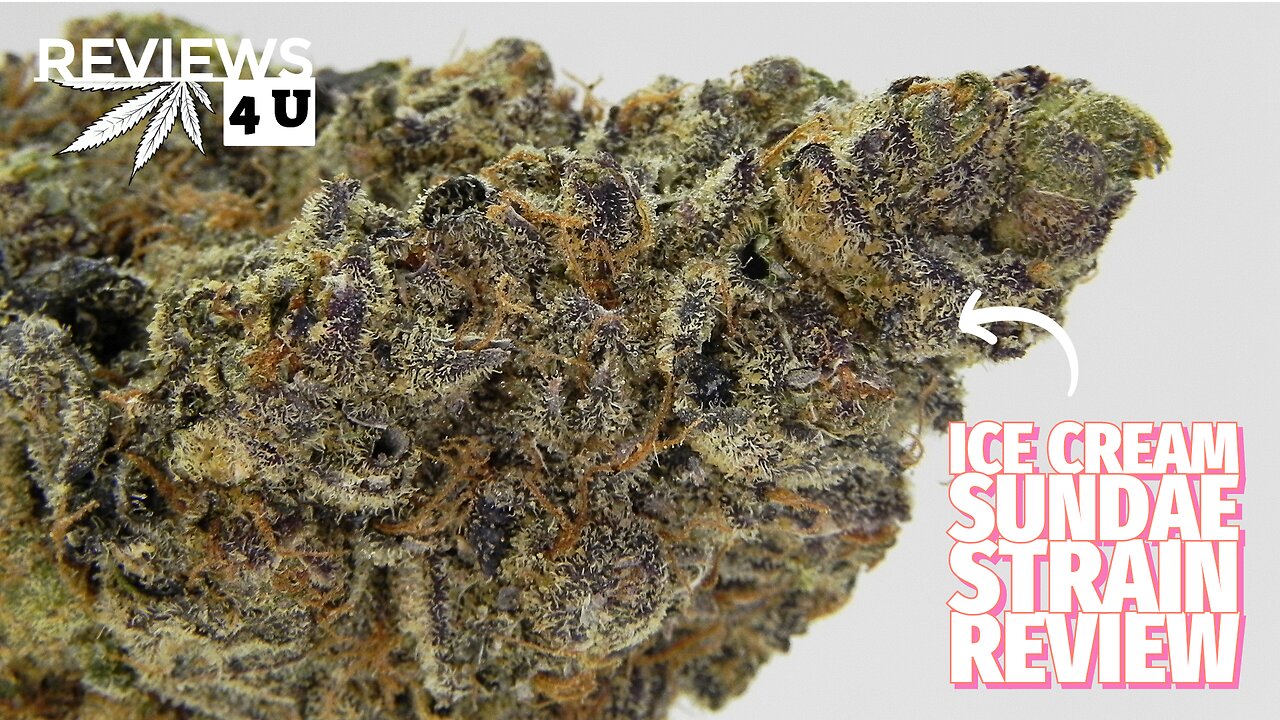 ICE CREAM SUNDAE STRAIN REVIEW | REVIEWS 4 U