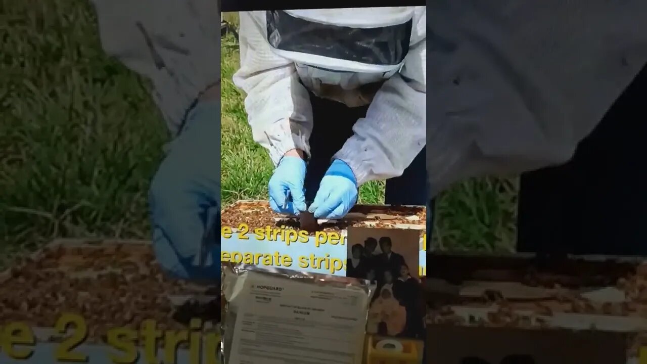 Hopguard 24 strips from Bee scientist Alex Bajan pay to cell 571 397-9481 or raqport.com