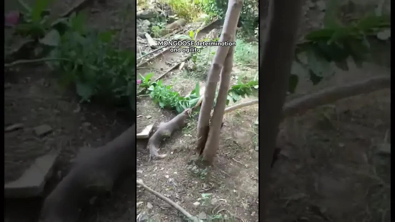 part2 Ferocious Mongooses Prevail as Snakes Fail to Escape. #viral #video #nature #lineup_tv