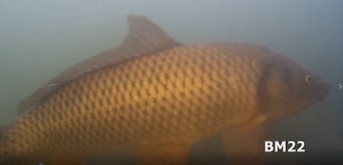 Gladius Drone Films Carp in Murky Water