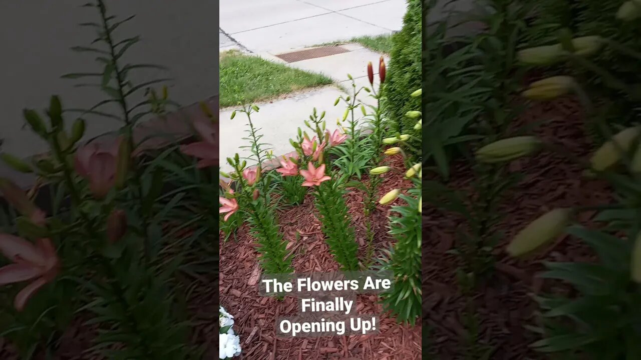 Some of the Lillie are open....Beautiful Flowers| Small Family Adventures