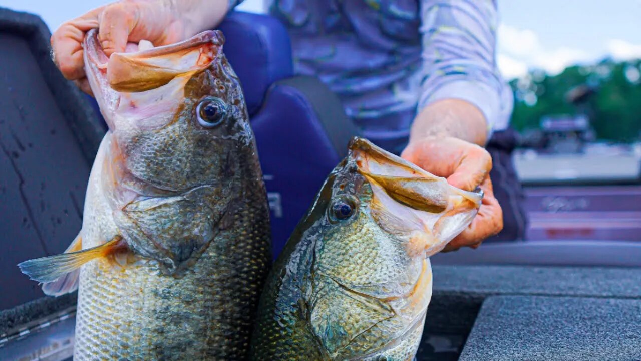 Lake Chickamauga Chatterbait fishing (UNEXPECTED GIANT BASS)