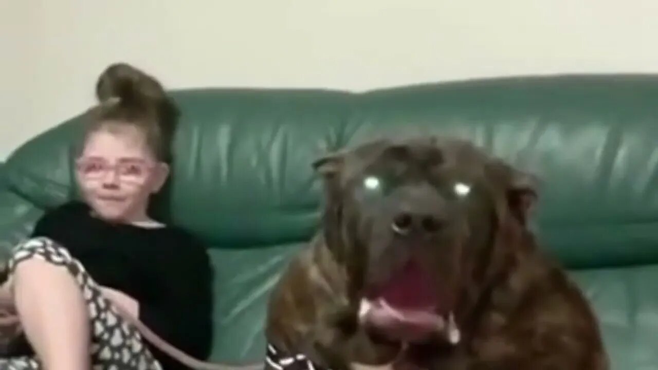 Scary Huge Dog #dog #huge #scary