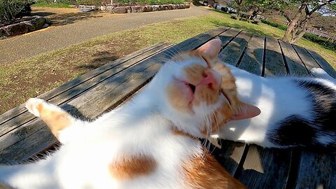 Stray cat talking in its sleep while being petted