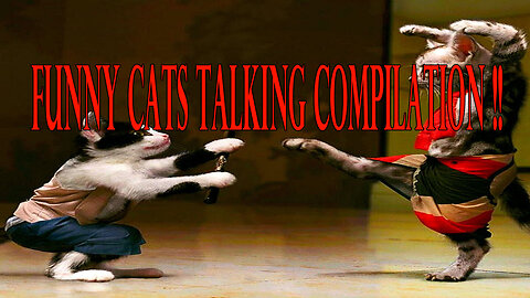 Funny Cats Talking Compilation #3