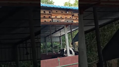 গরু ও কবুতরের যৌথ খামার