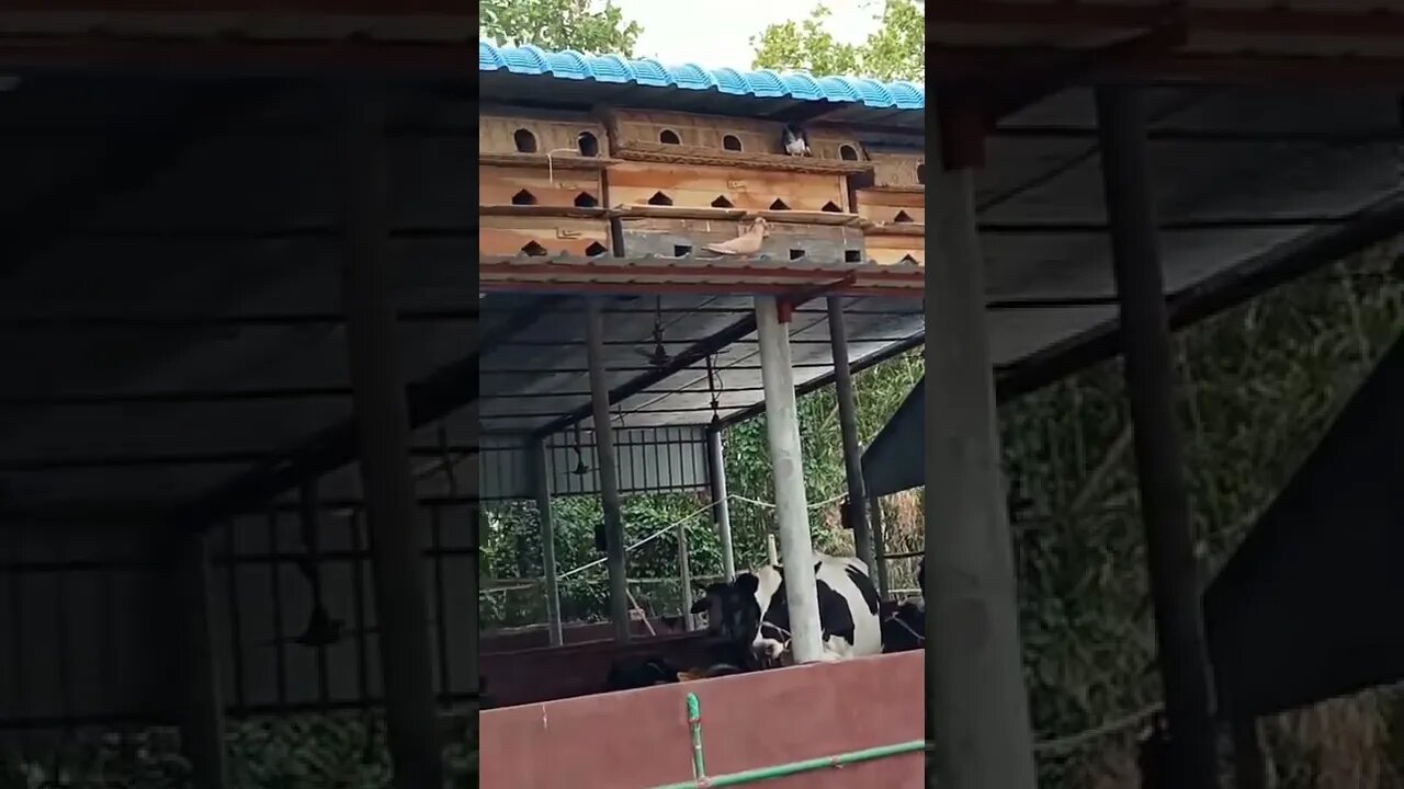 গরু ও কবুতরের যৌথ খামার