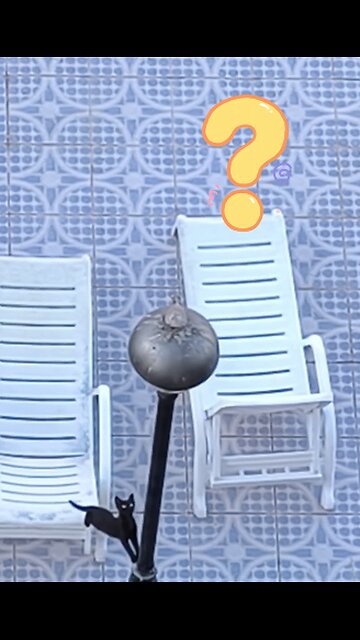 Funny Cat & Playful Bird: Who Wins?