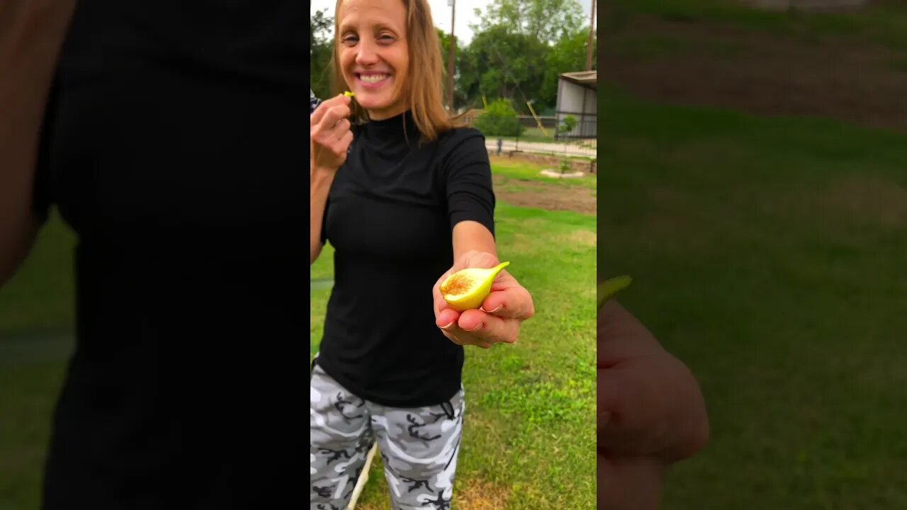 Jenny’s MICRO ORCHARD Produced its first ITALIAN HONEY FIG! #shorts #viral #shortsfeed #tiktok