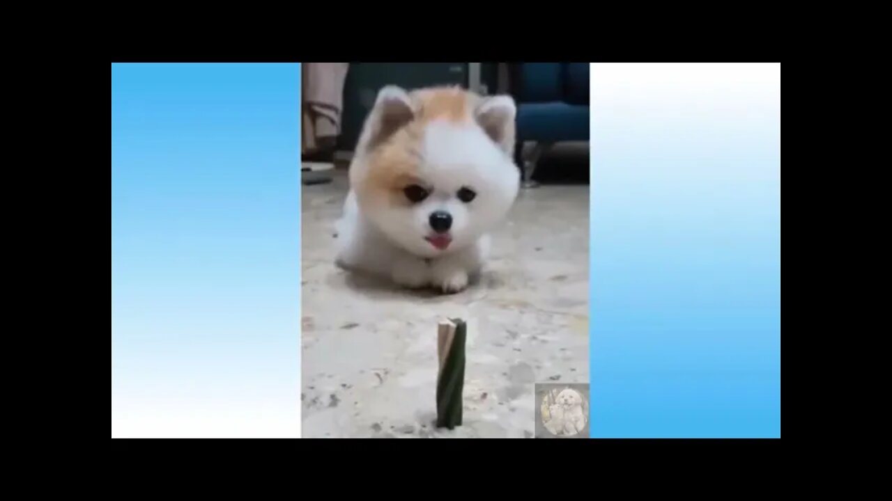 Funniest Animals Of The 2021 Funny Animal Videos #37