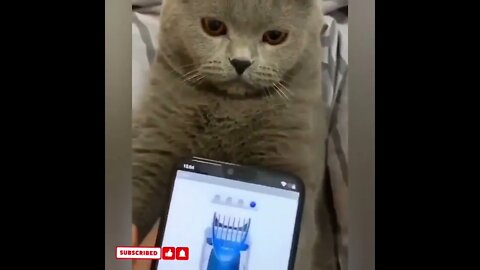 cute cat videos 😹 funny videos 😂1493