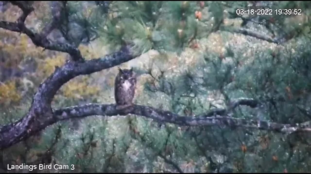 Mom Leaves To Go Hunting 🦉 3/18/22 19:28