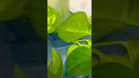 #colorofhappiness#beautiful#short #subscribe #moneyplant