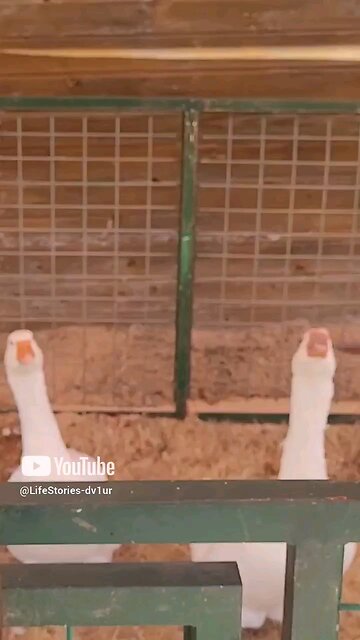 these Geese horns need oil to honk #wildlife #goose #short #Shorts