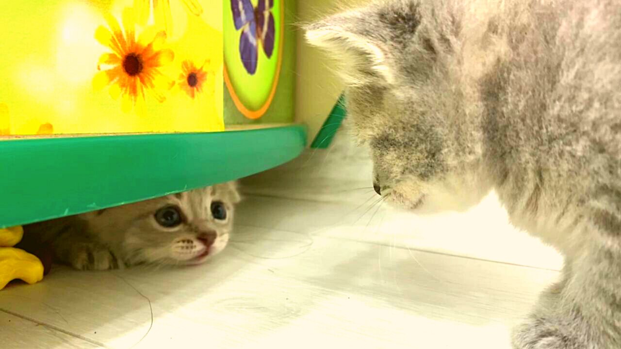 Cute kittens playing hide and seek