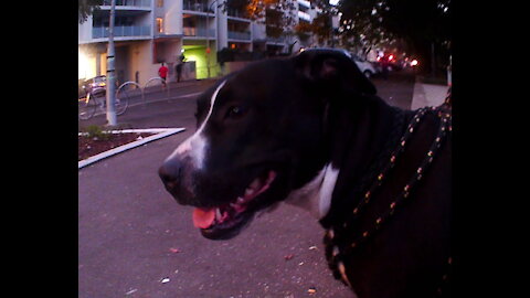 Staffie powered Skateboard